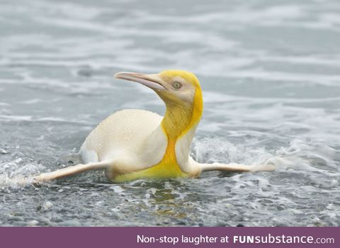 Wildlife photographer captures ‘never before seen’ yellow penguin