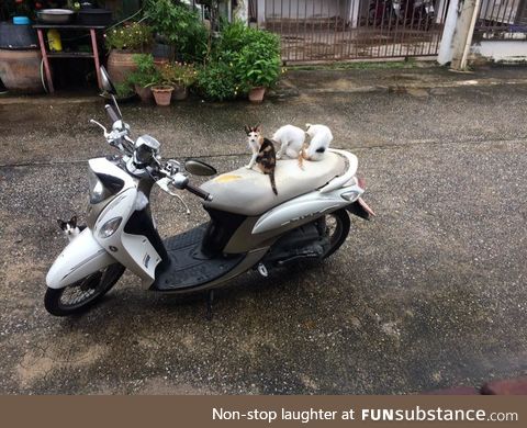 Caught these little punks trying to steal a motorbike