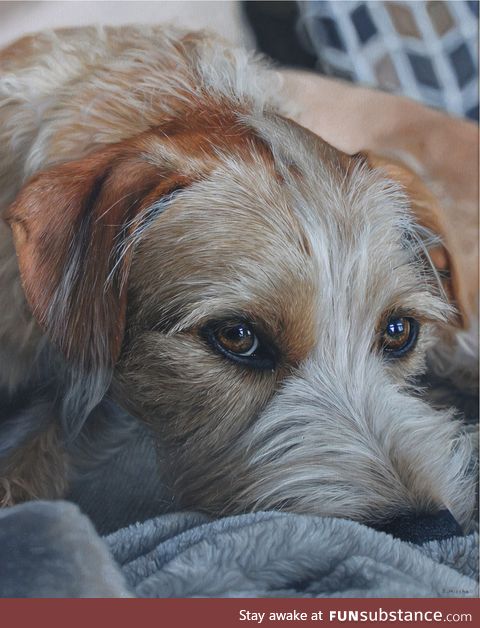 I paint pet portraits, this is one of my favourite recent ones, I hope you enjoy!