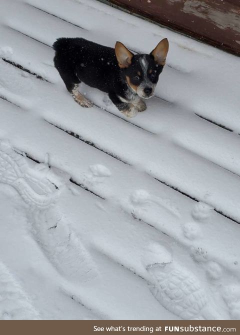 My doggo playing in the snow