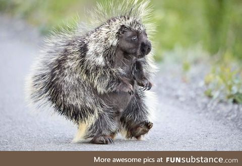 Porcupine out for a jaunt