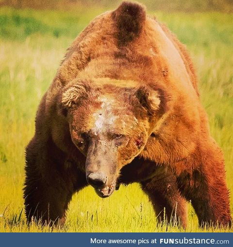 Van, the King of Katmai National Park