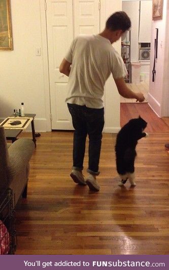 "Luke somehow taught our cat how to dance last night"