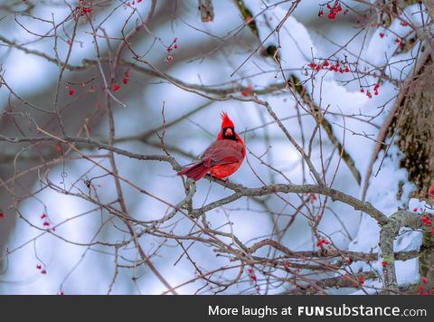 Got lucky enough to capture Male Northern Cardinal on a random spot at NJ today