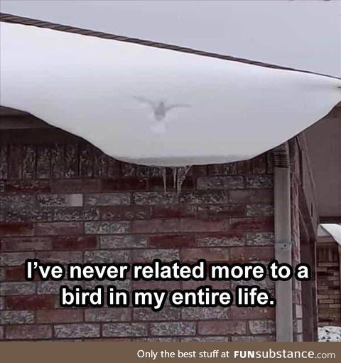 Relatable Bird