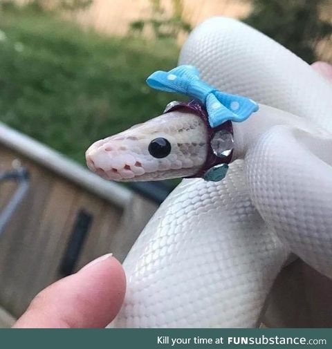 Making Hats For Snakes