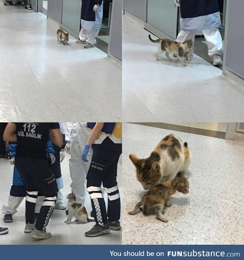 Mother cat in Istanbul brought her ailing cub to hospital