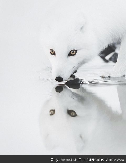 ???? A beautiful arctic fox ????