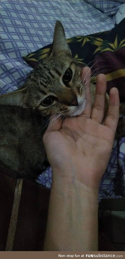 She never allow me to pet her, I'm very happy now