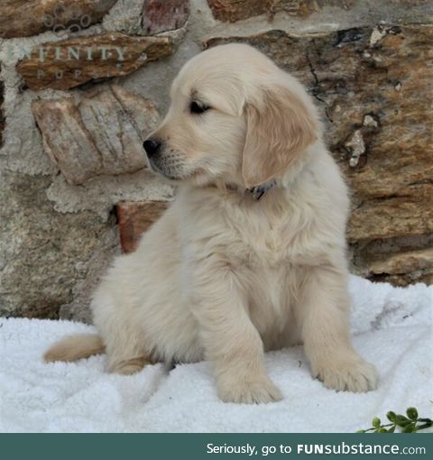 Golden Retriever looking for a loving forever family!