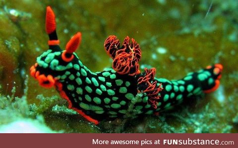 Neigh! Just kidding, it’s a sea slug