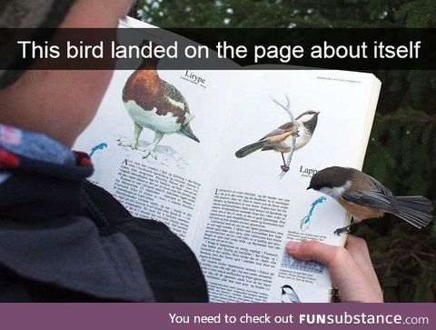 Bird landed on the page about itself