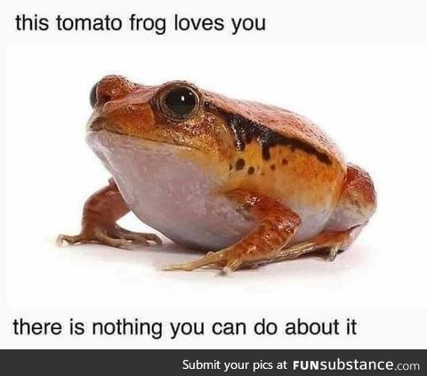 Tomato Frog is inevitable