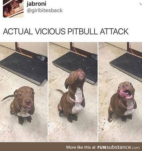 BaN tHeSe DoGs - Vicious PitBull Attack