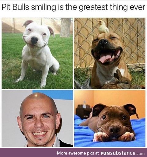 Pit bulls smiling