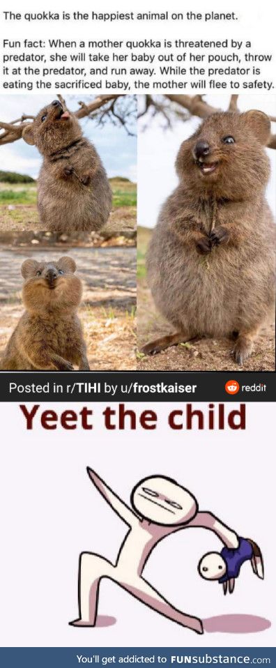 Quokka yeet