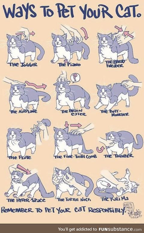 Top 12 cat scratches