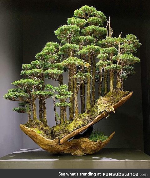 Amazing Bonsai by Grand Master Masahiko Kimura!