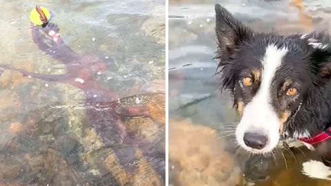 Octopus Steals Ball from Dog