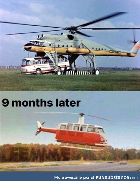 What is the gestation period for helibuses?