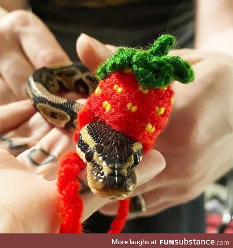 Making Hats For Snakes