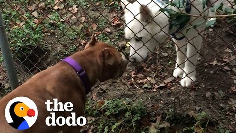 Pit bull not allowed around other dogs meets a husky who teaches him how to "woo"