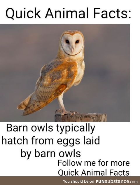 You have been subscribed to Barn Owl Fact!