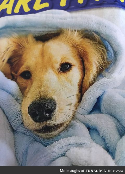 Puppy in a blankie