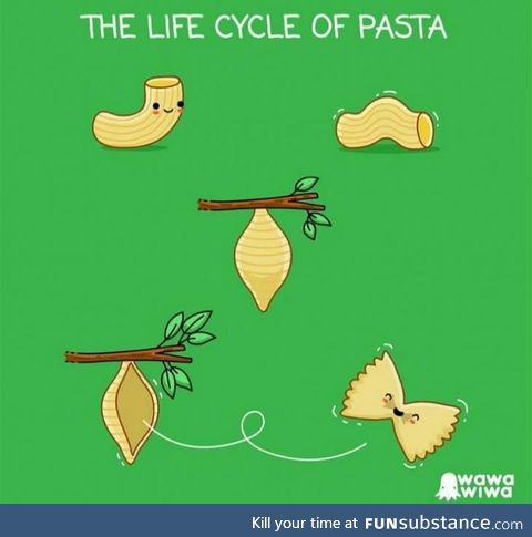 The life of a pasta