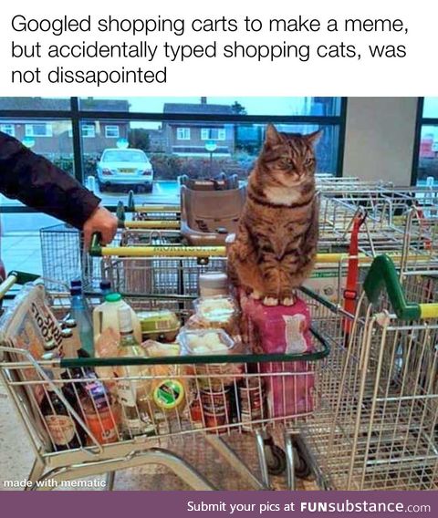 Shopping cats