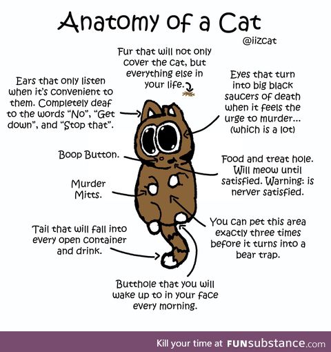 Anatomy of gato