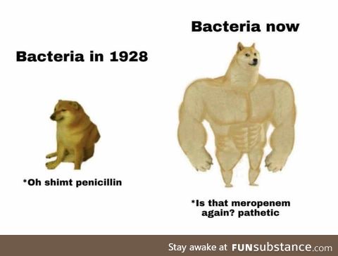 Bacteria