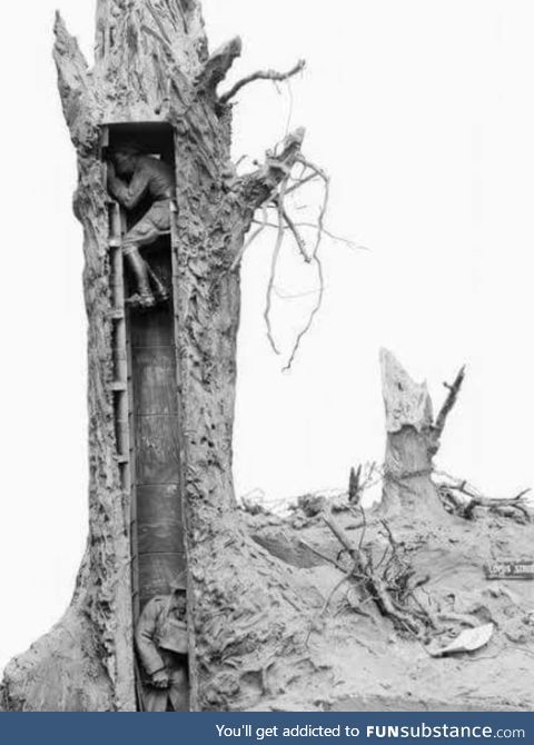 A WWI observation tree. #warishell