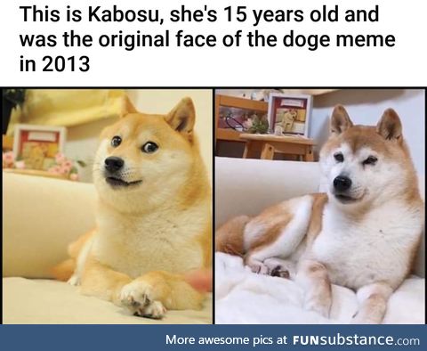 Doge meme was created here