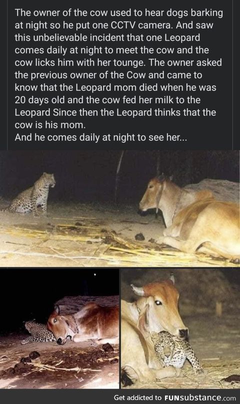 Cows are good souls