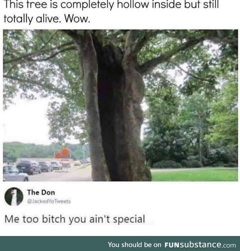 These trees think they’re so special