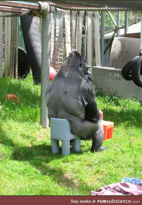 Gorilla on small chair