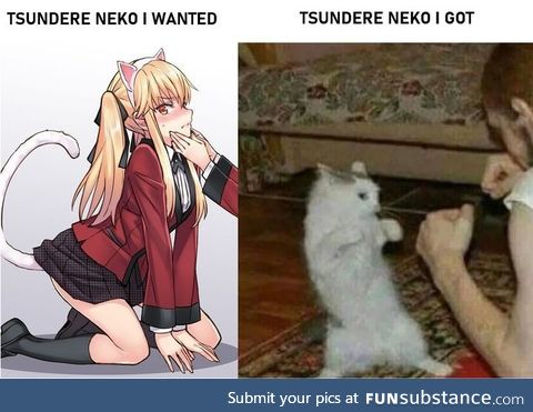 Tsundere cat