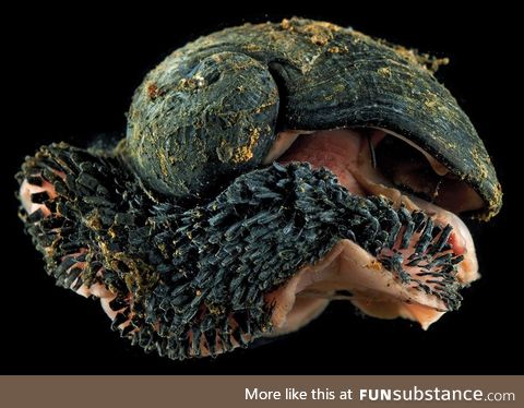 Volcano Snails Have Shells Made Of Iron And Live In Hydrothermal Vents. #metal