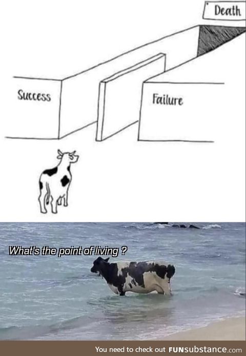 How can a cow be successfull?