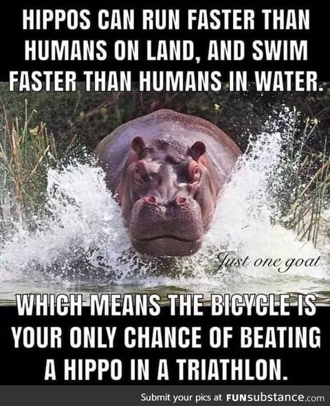 Those hippos are fast!