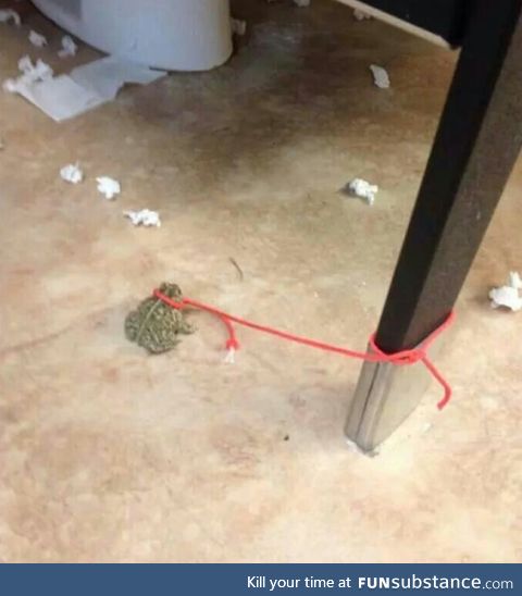 Frog with leash