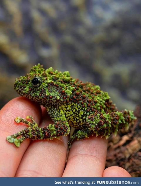 Vietnamese mossy frog