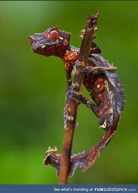 Satanic Leaf-Tailed Gecko :-0