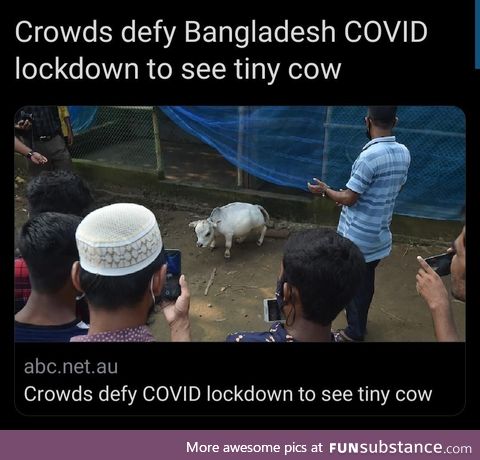 Who wouldnt?! Its a tiny cow!