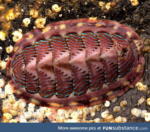 Meet the chiton, a very metal mollusk