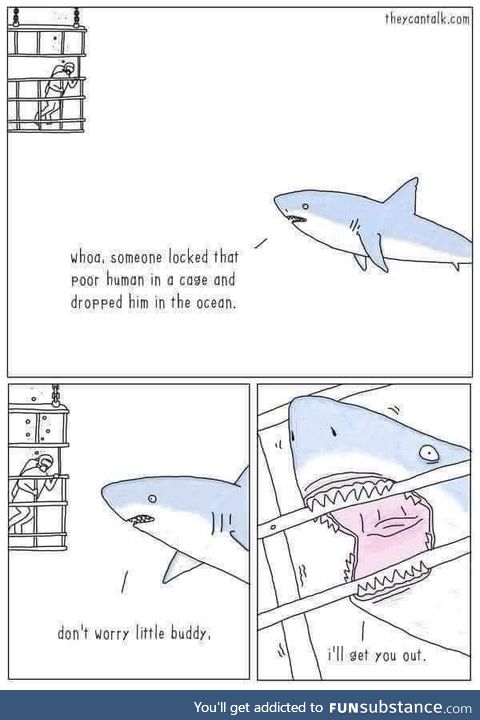 Shark