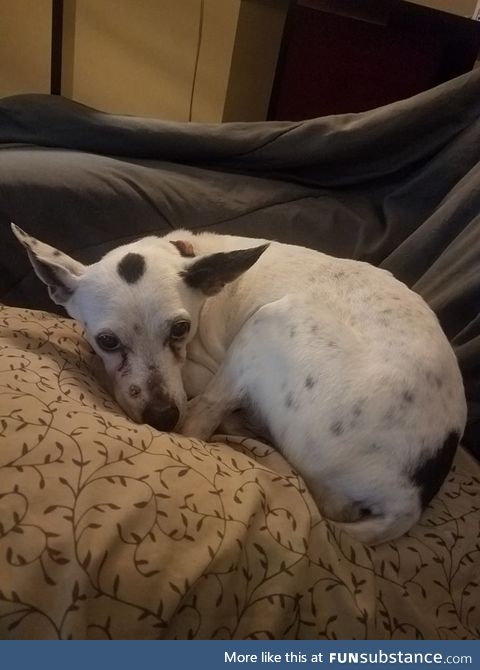 Here. It's my other dog. On a pillow. She's cute. This is a cute picture of my other dog.