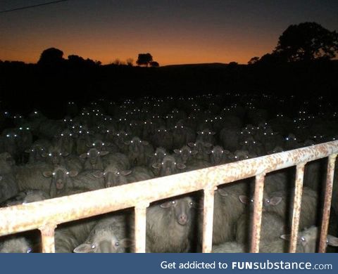 Camera flash made the sheep look like Zombies