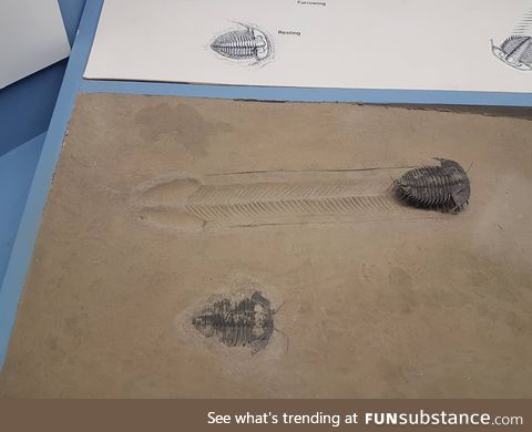 This Trilobite walked 6 inches 600 million years ago to send us all a d*ck pic